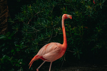 Fototapeta premium Flamingo in green background