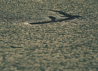 Branch in ice of frozen sea. Winter theme.  Amazing light