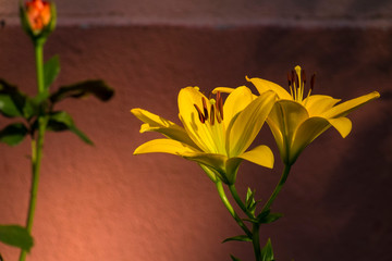 Asiatic Hybrid Lily  - Yellows lily (Lilium Nove Cento)