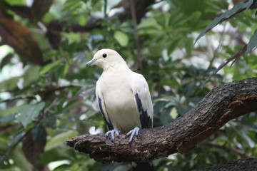 Beautiful Dove On Branch