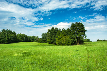 Green meadow and shrubbery