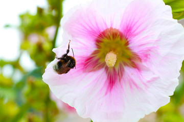 bumble bee on pink garden flower