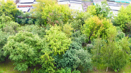 Fototapeta na wymiar green trees in city garden in rainy day