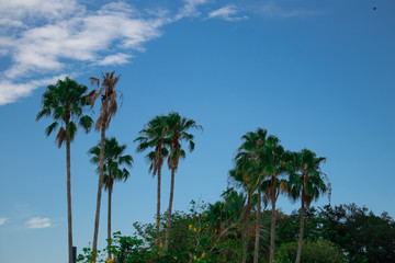 Fototapeta premium Palm trees and blue sky