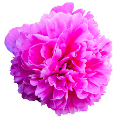 Pink Peony Flower. Perennial plant with large beautiful flowers. Close-up.