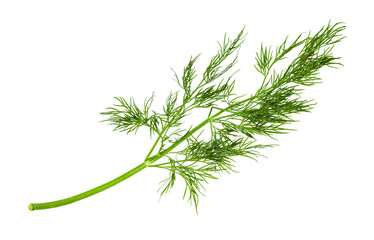 twig of fresh green dill herb isolated on white