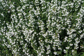 Savory Plant. Winter Savory Herb Plant (Satureja hortensis). Botanical Garden, Kit Karlsruhe, Germany, Europe