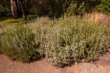 Savory Plant. Winter Savory Herb Plant (Satureja hortensis). Botanical Garden, Kit Karlsruhe,...