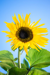 sunflower on background of blue sky