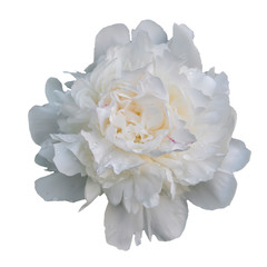white peony flower Perennial plant with large beautiful flowers. Close-up.