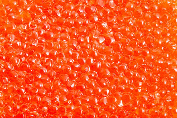 salted russian red caviar of pink salmon close-up