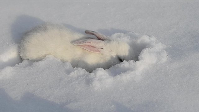 White fluffy rabbit on white snow in winter. Little white bunny. Cute white baby rabbit walking on snow. Homemade white rabbit.