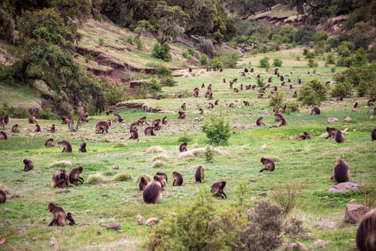 The gelada, sometimes called the bleeding-heart monkey or the gelada "baboon", is a species of Old World monkey found only in the Ethiopian Highlands, with large populations in the Semien Mountains.