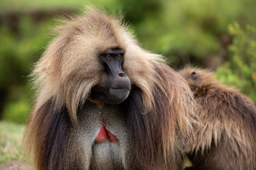 The gelada, sometimes called the bleeding-heart monkey or the gelada 