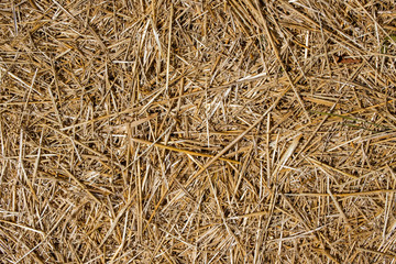 Hay texture. Close-up of dry straw on the ground. Texture of straw
