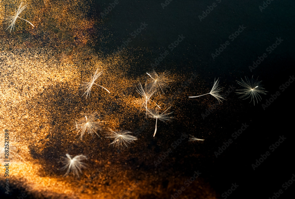 Poster white inflorescences dandelion on black background with golden sparkles. blurred effect.