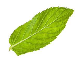 Fototapeta premium green leaf of fresh mint isolated on white