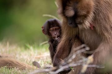 The gelada, sometimes called the bleeding-heart monkey or the gelada 