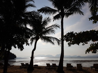 Palmenstrand Palmbeach Thailand