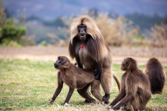 The gelada, sometimes called the bleeding-heart monkey or the gelada "baboon", is a species of Old World monkey found only in the Ethiopian Highlands, with large populations in the Semien Mountains.