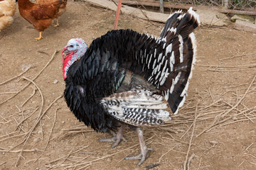 Turkey on the farm