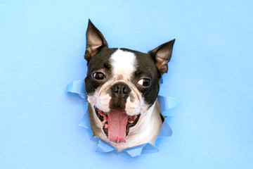The head of the dog breed Boston Terrier peeking out through a hole in the blue paper.Creative. Minimalism.