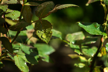 Raindrops on rose leaves in the garden