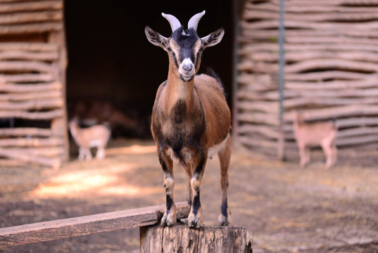 kid goat animal