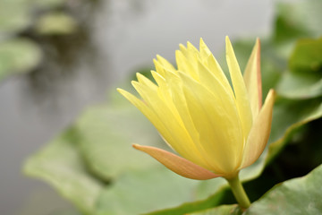 Large yellow lotus flower with soft background.