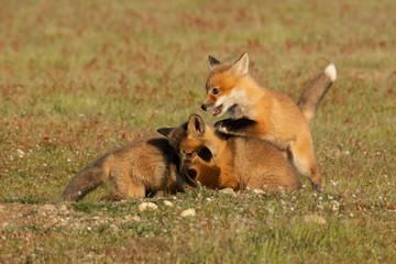 Baby Fox Fight