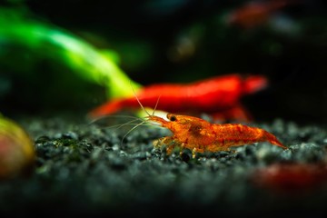 Painted fire red neocaridina shrimp aquarium water