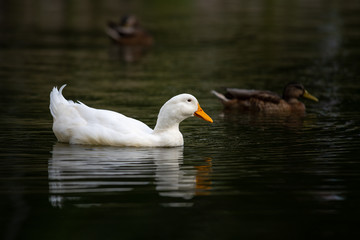 Nice white goose on lake nature wild birds life
