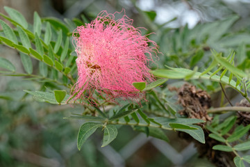 Calliandra surinamensis ou pompon du marin en Guyane française
