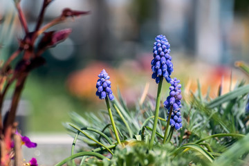 Starch grape hyacinth (Muscari neglectum)