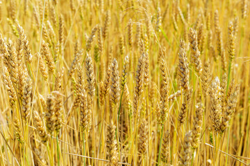 Field with wheat. Background of wheat.