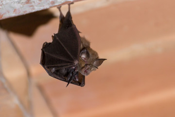 Petit rhinolophe avec son b&eacute;b&eacute;