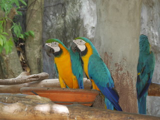 macaw parrot