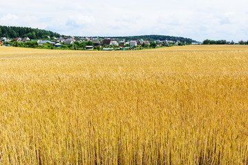 Field with wheat against the sky.