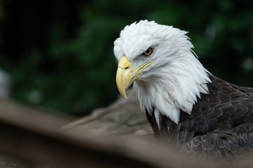 bald eagle watches from his perch with eagle eyes