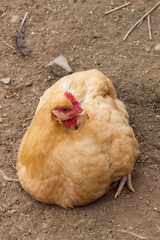 chicken on farm