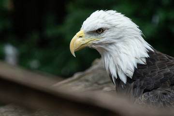 male bald eagle gives a side profile