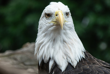 male bald eagle is watching you