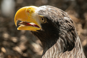 sea eagle has spotted something approaching
