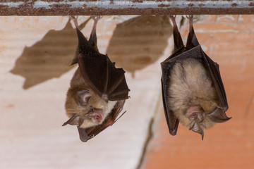 Deux petits rhinolophes