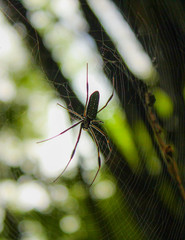 spider