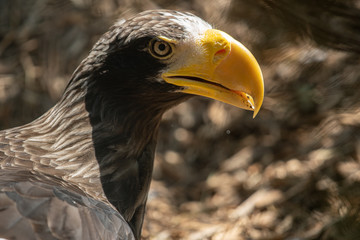 Sea eagle poses for a close up