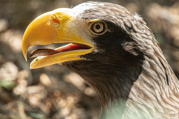 steller sea eagle gets a close up head shot