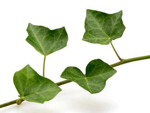 Ivy. Evergreen climbing plant. For hedges. On a white background.