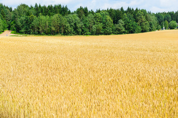 Field with wheat against the sky.