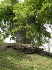park